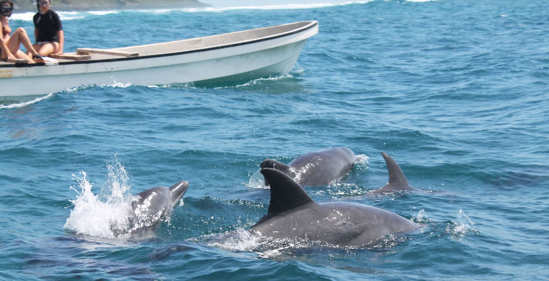 Дельфины возле посёлка Кизимкази, Занзибар